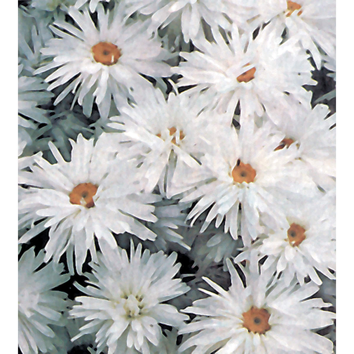 Crazy Daisy Shasta Daisy Seeds – NE SEED