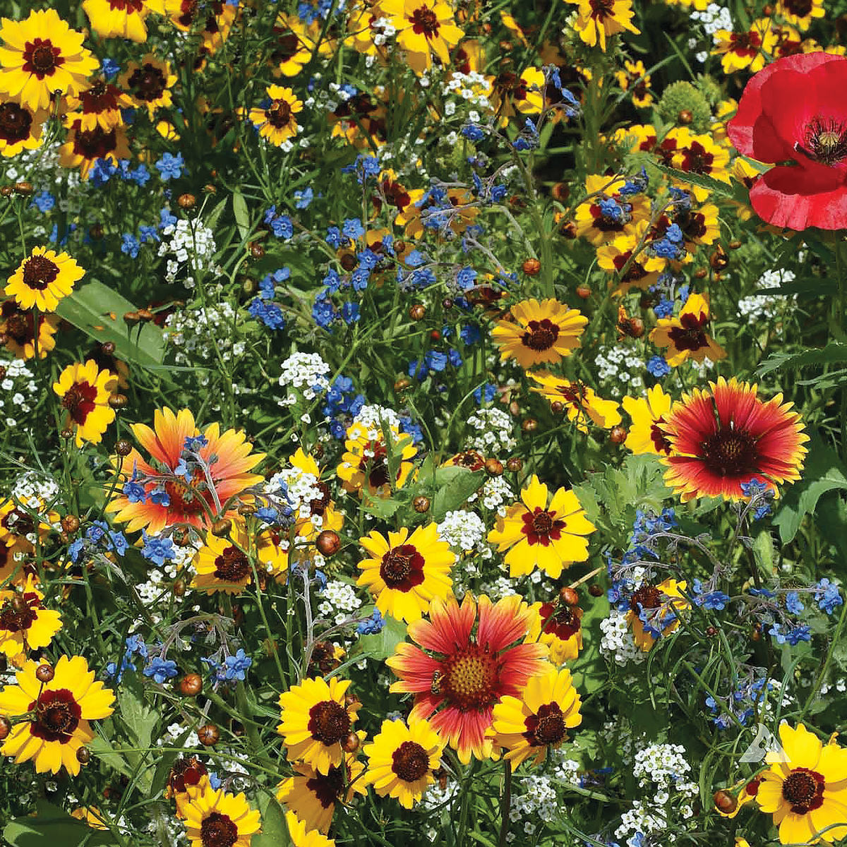 http://www.neseed.com/cdn/shop/files/21310-Bee-Feed-Wildflower-Mix.jpg?v=1690687751