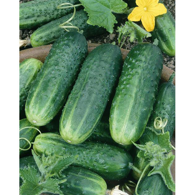 http://www.neseed.com/cdn/shop/files/31060-Carolina-F1-Cucumber.jpg?v=1683770123