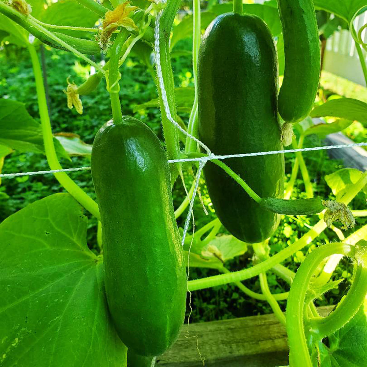 Cucumber Parisian Gherkin F1