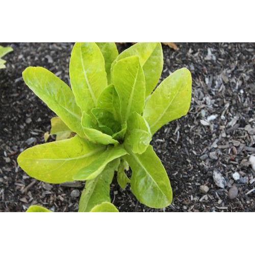 Lettuce Sucrine | Agrinova Seeds