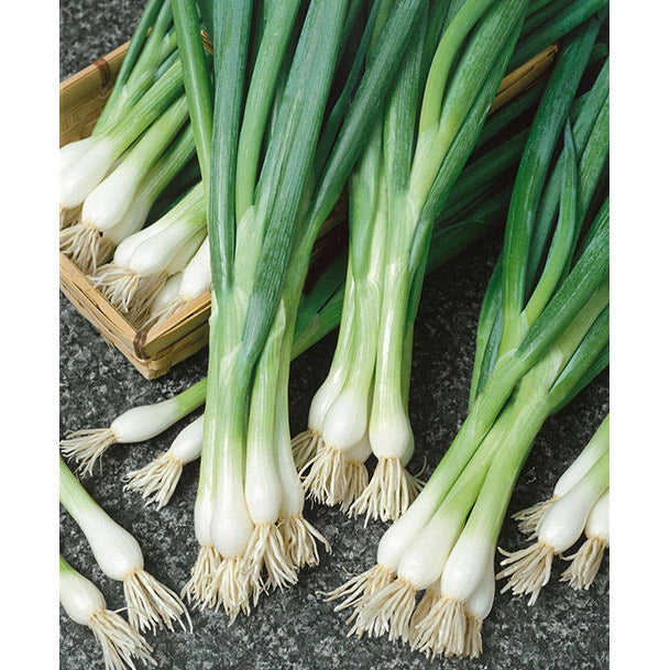 White Lisbon Onion Seeds – Ne Seed