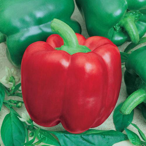 California Wonder Red Bell Pepper Seeds