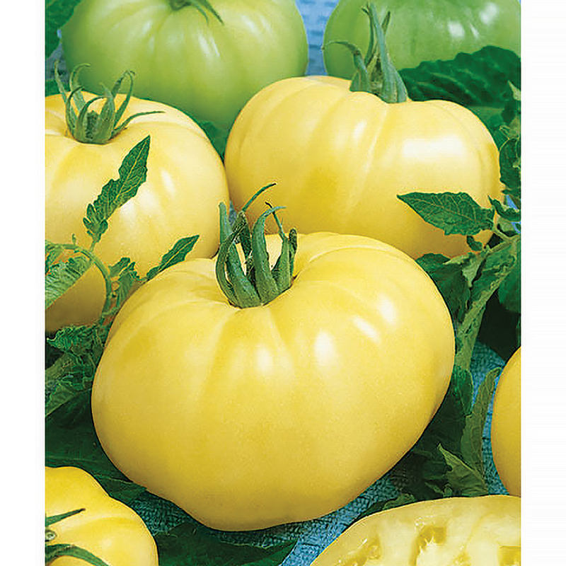 Chef's Choice White F1 Hybrid Tomato Seeds – Ne Seed