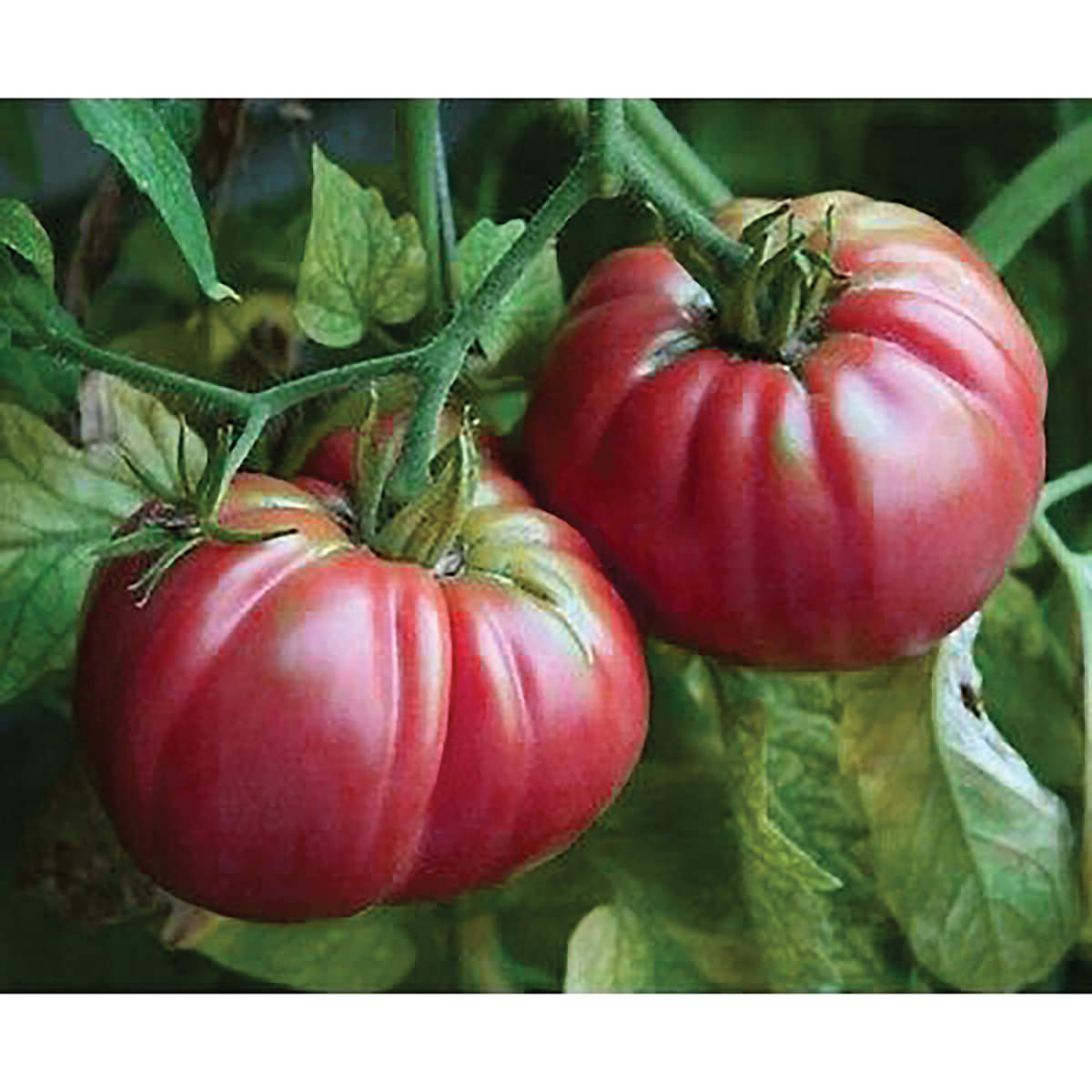 Giant Pink Belgium Heirloom Tomato Seeds