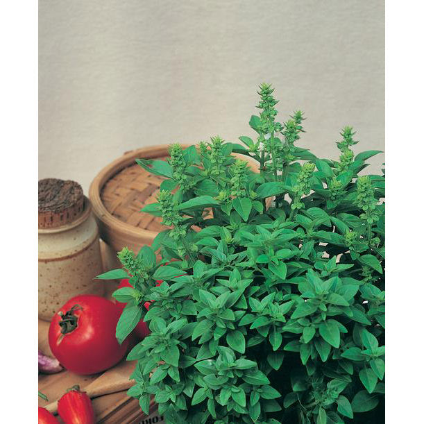 Spicy Globe Bush Basil Seeds