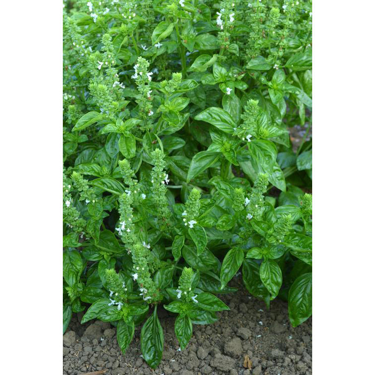 Large Leaf Italian Basil Seeds