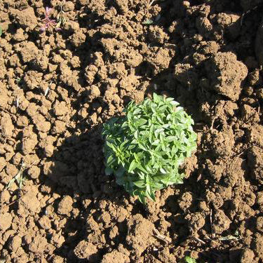 Dwarf Greek Basil Seeds