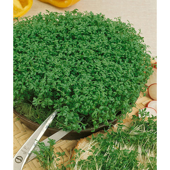 Curled Garden Cress Seeds Ne Seed 4079