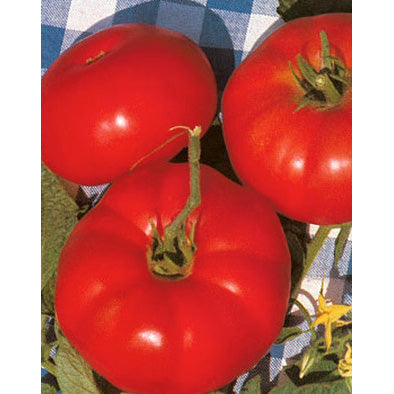 http://www.neseed.com/cdn/shop/files/50257-Marmande-Tomato-Seeds.jpg?v=1689816318