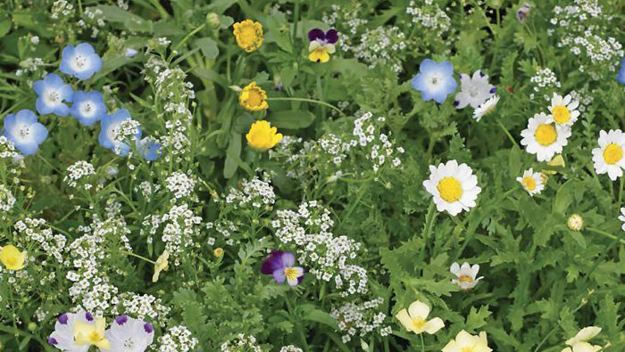 How To Grow Our Low Grow Flowering Pollinator Lawn – Ne Seed