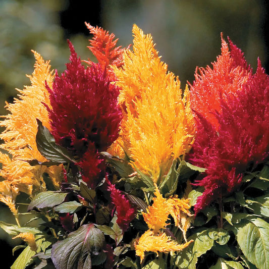 Fresh Look Plumed/Feather Type Celosia Seeds (Copy)