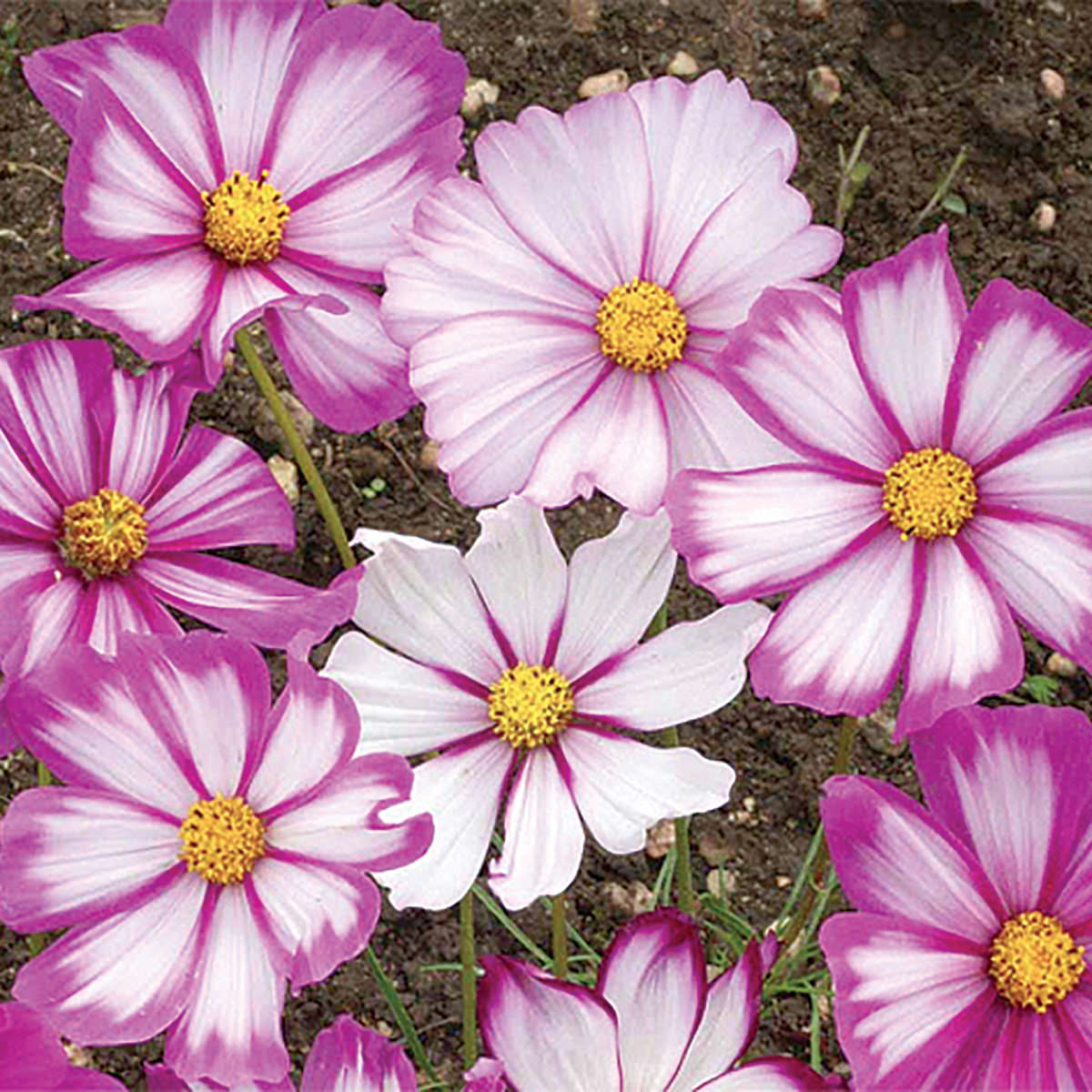 Candystripe Cosmos Seeds – NE SEED