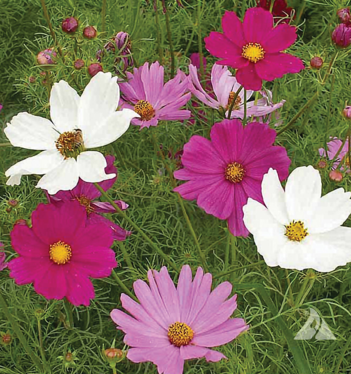 Sensation Mix Cosmos Seeds