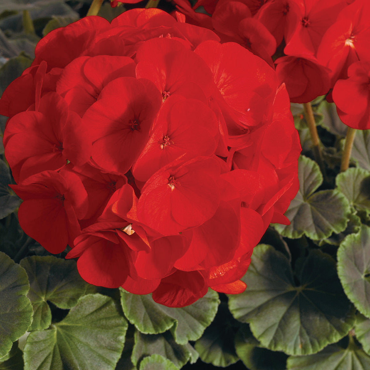 Bullseye Scarlet Geranium Seeds – NE SEED