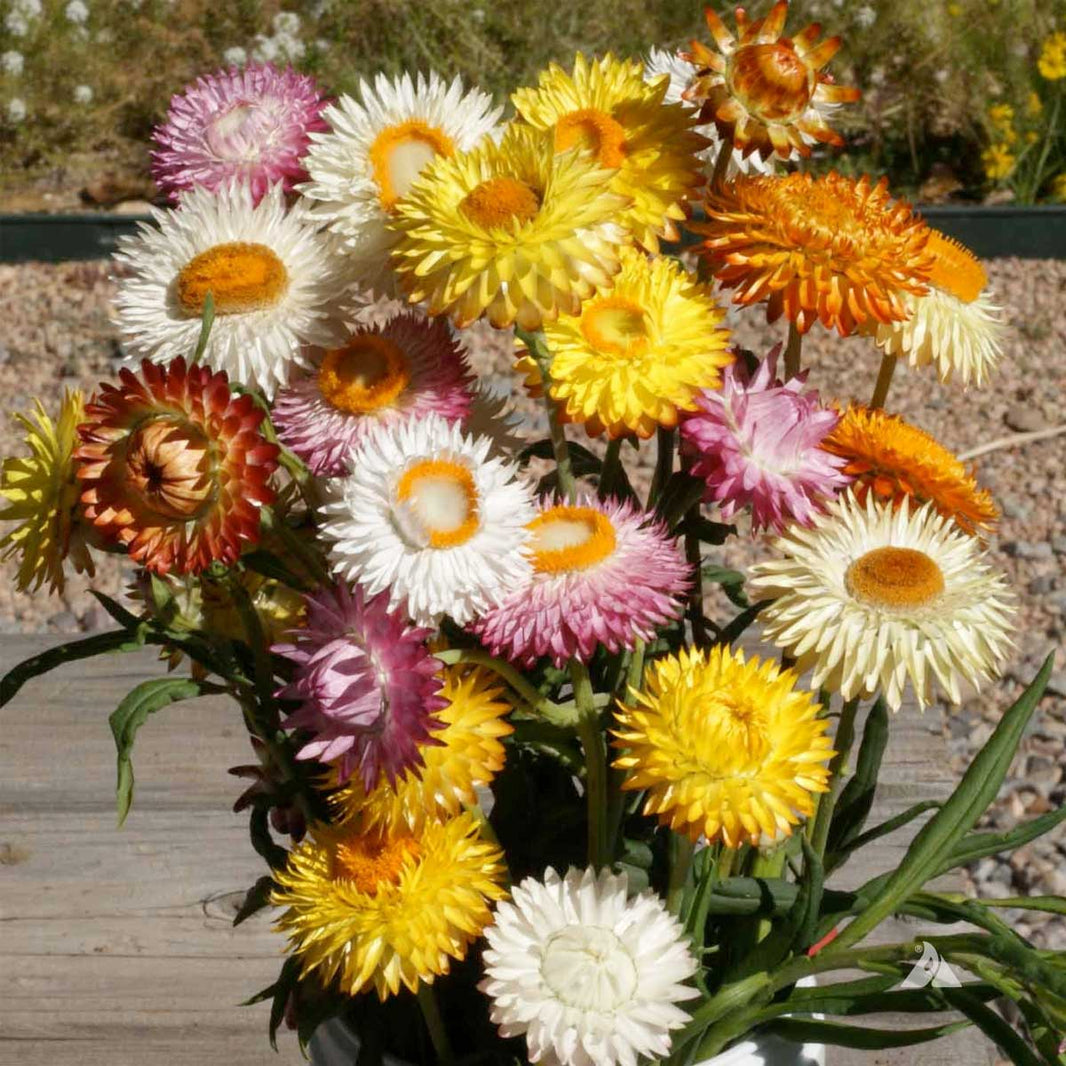 Strawflower Seeds – NE SEED