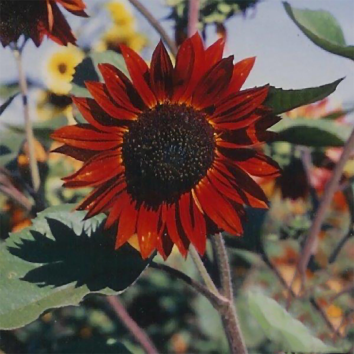 Red Sun Sunflower Seeds