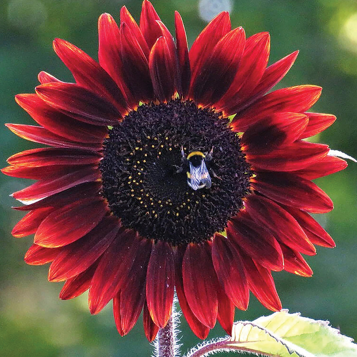 Red Sun Sunflower Seeds