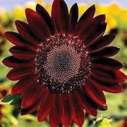 Velvet Queen Sunflower Seeds