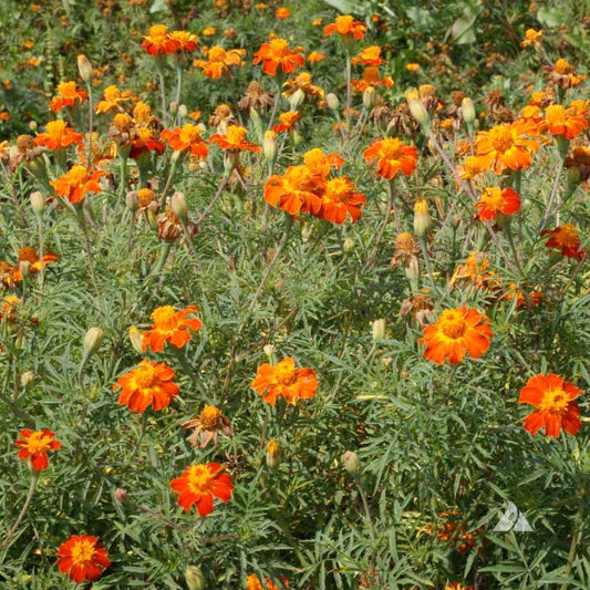 Nematode Control Marigold Cover Crop Seeds