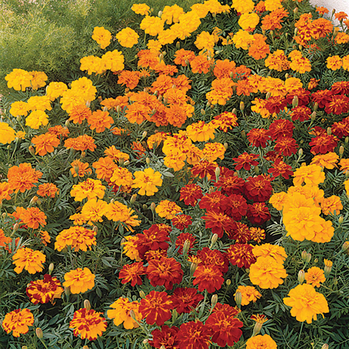 Durango Mix French Type Marigold Seeds – NE SEED