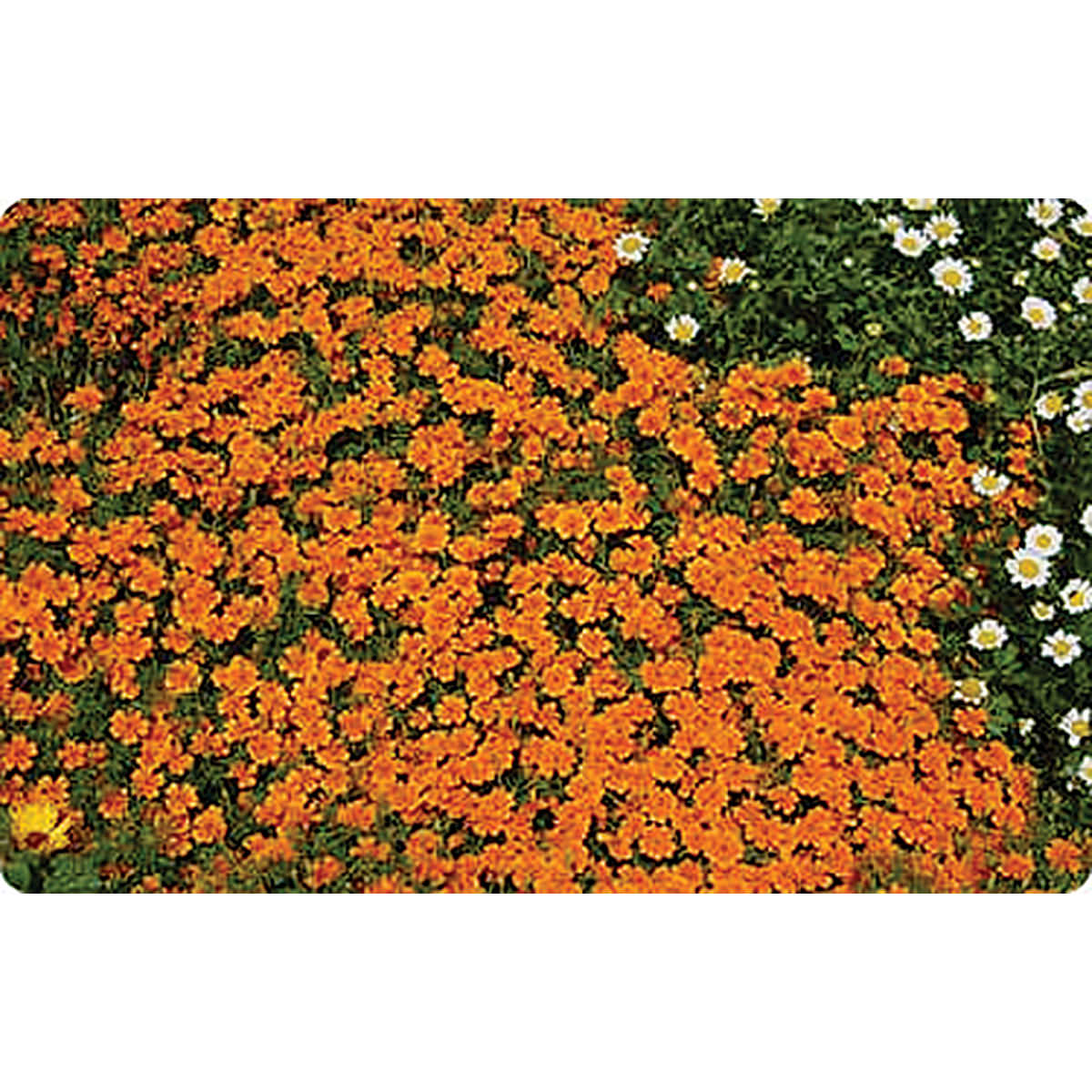 Gem Orange Signet Type Marigold Seeds – NE SEED