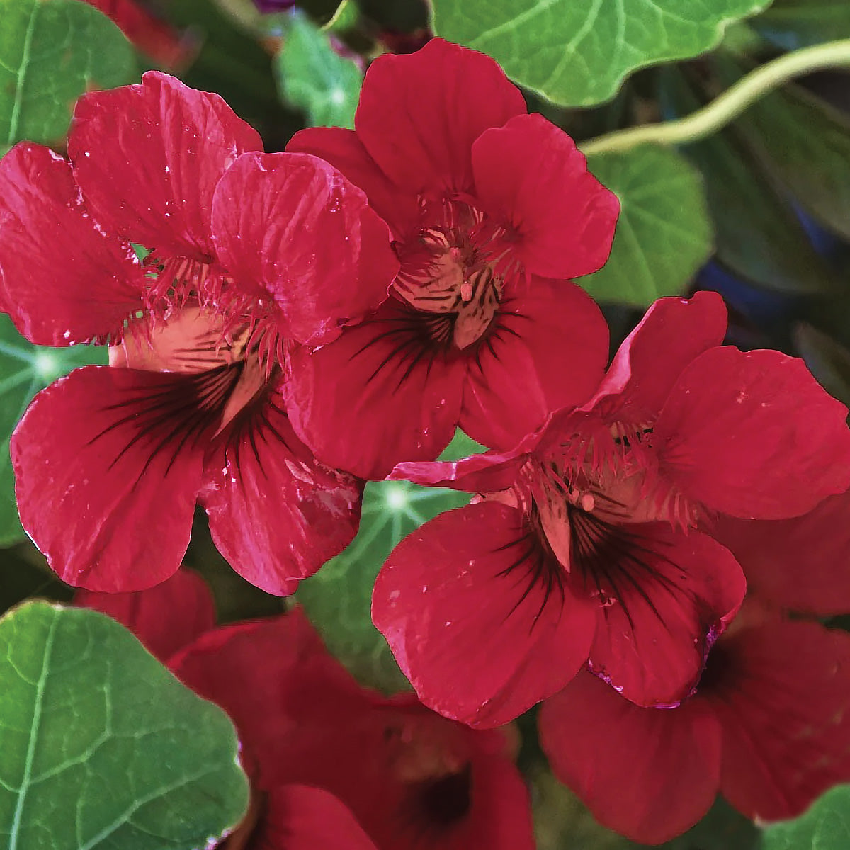 Cherry Rose Nasturtium Seeds