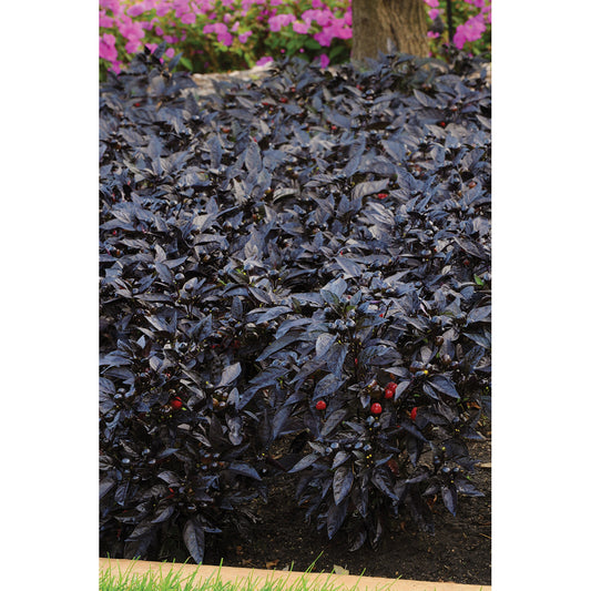 Black Pearl Ornamental Pepper Seeds