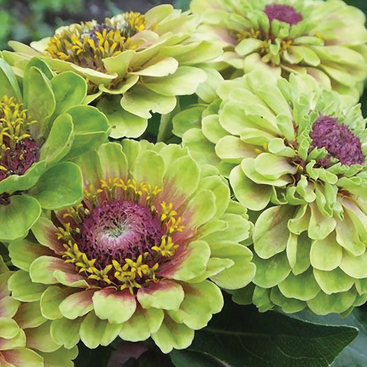 Queen Lime Blotch Zinnia Seeds