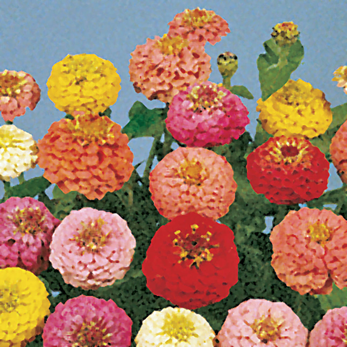 Lilliput Pom Pom Mix Zinnia Seeds – NE SEED