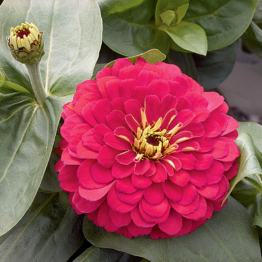 Magellan Cherry Zinnia Seeds