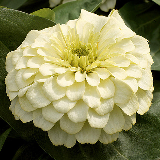 Magellan Ivory Zinnia Seeds