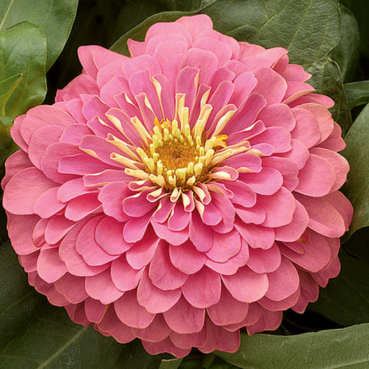 Magellan Pink Zinnia Seeds