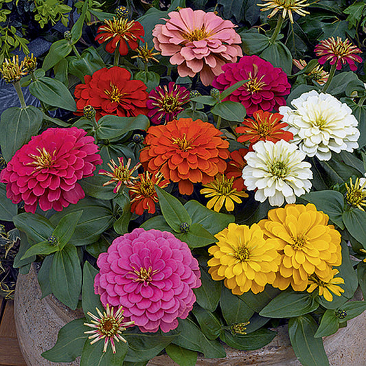 Magellan Mix Zinnia Seeds