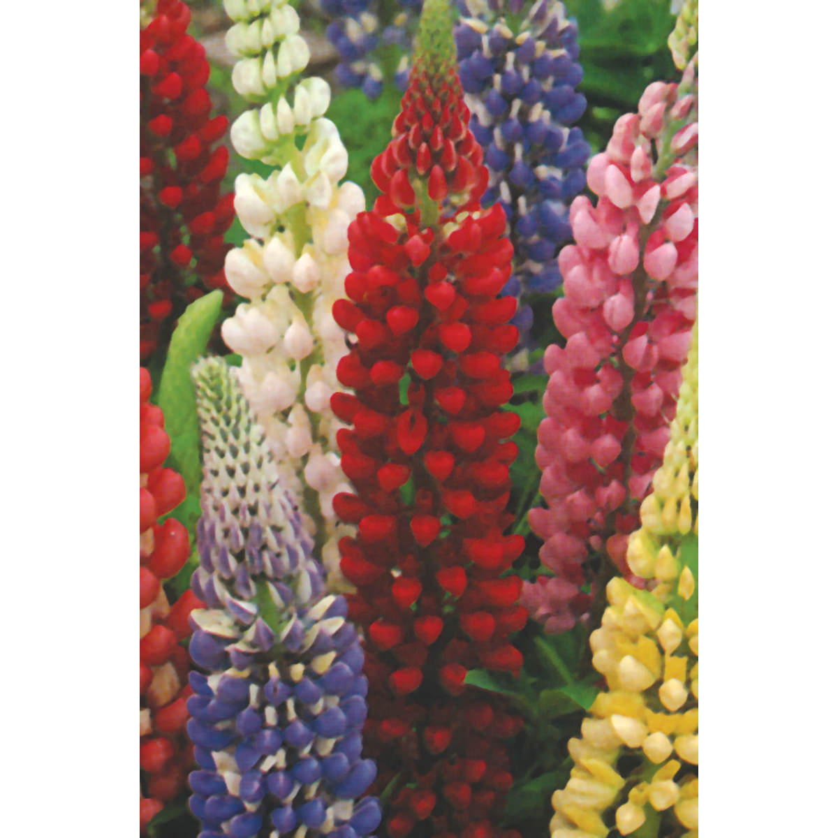 Russell Strain Mix Lupine Seeds Ne Seed