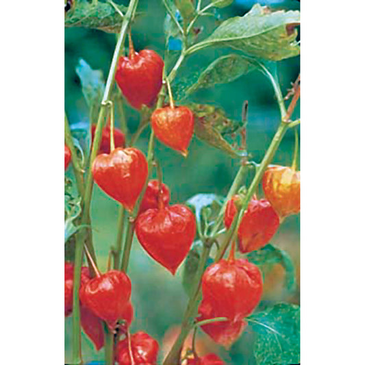 Franchetti Chinese Lantern Seeds