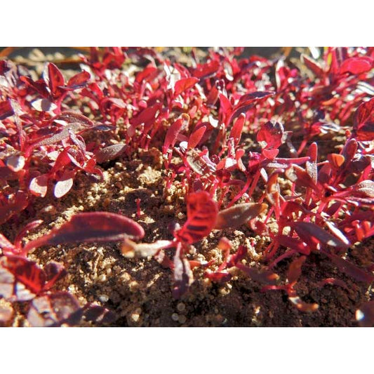 Garnet Red Amaranth Seeds