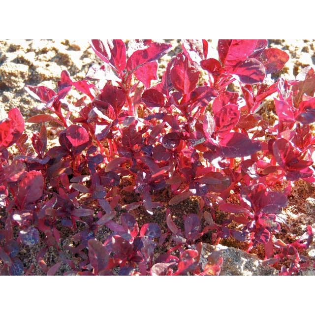 Garnet Red Amaranth Seeds