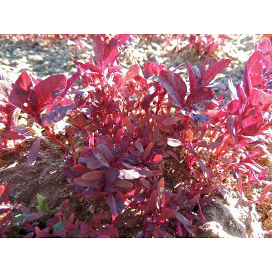 Molten Fire Amaranth Seeds