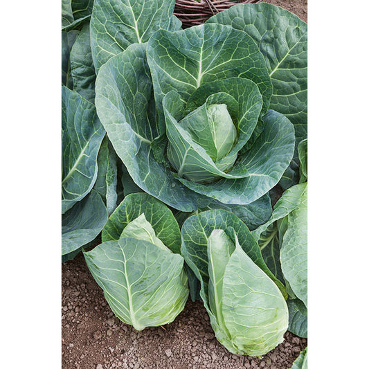 Early Jersey Wakefield Cabbage Seeds