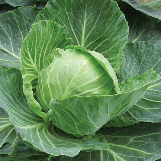 Golden Acre Cabbage Seeds