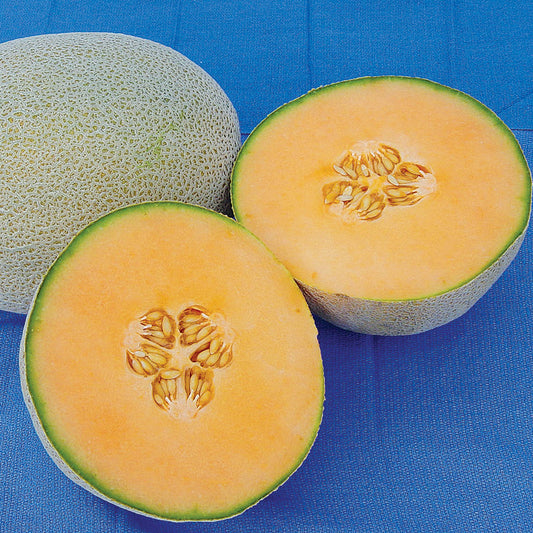 Python F1 Hybrid Melon Seeds