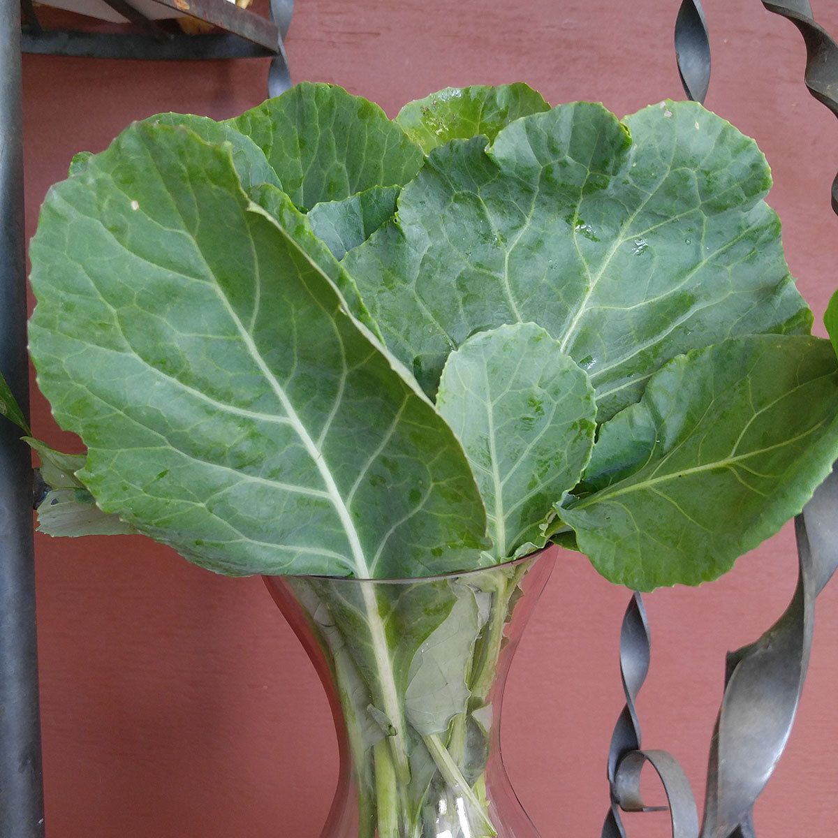 Morris Heading Collard Seeds