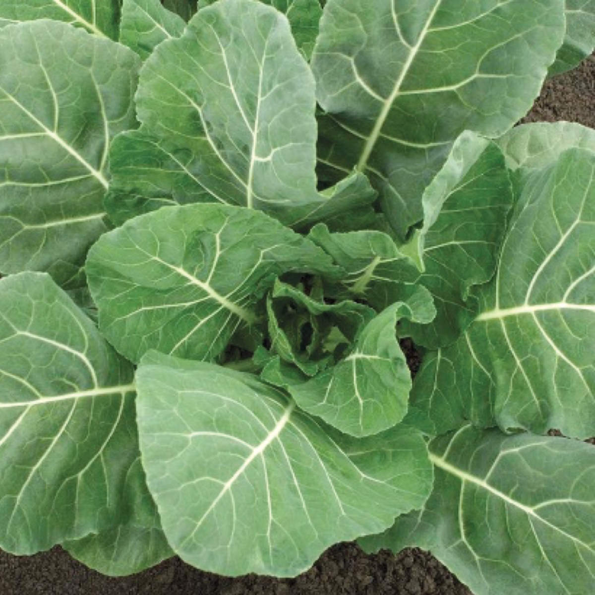 Flash F1 Hybrid Collard Seeds – NE SEED