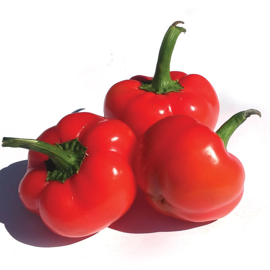 Hot Cherie F1 Hybrid Pepper Seeds