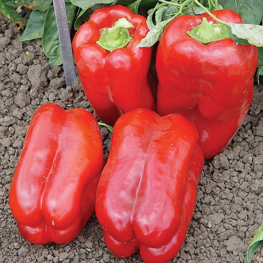 Mobly F1 Hybrid Pepper Seeds