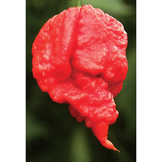 Carolina Reaper F1 Hybrid Pepper Seeds