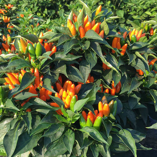 Stromboli Pepper Seeds