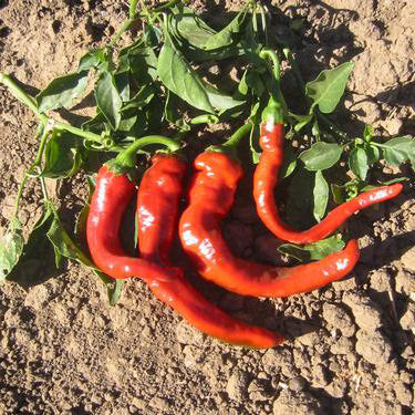 Portugal Hot Pepper Seeds