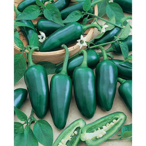 Jalapeño Pepper Seeds – NE SEED